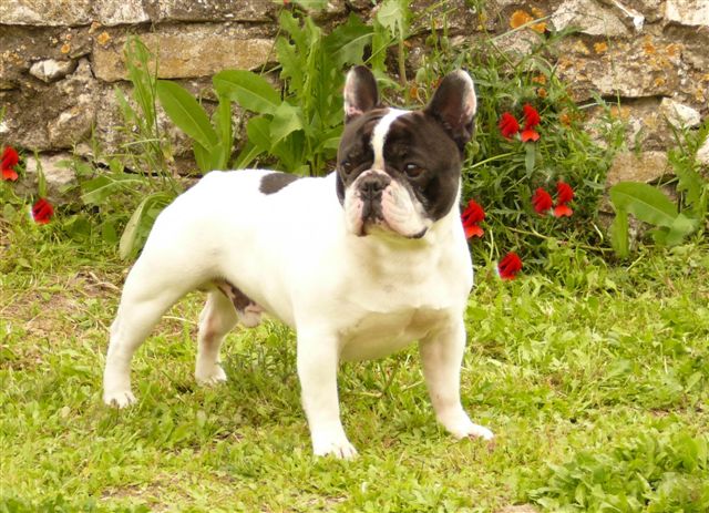 Teddy patton de shushai