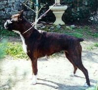CH. Naxia De la felloniere