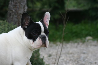 DODDY TEDDY de la source du bonheur
